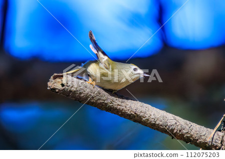Japan's smallest bird, the cute Yellow-bellied Redstart (Family: Warbler family), searches for food in pine trees. Koishikawa Plant, Bunkyo Ward, Tokyo, Japan 112075203