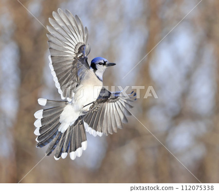 Blue Jay hovering in mid-air, Canada 112075338