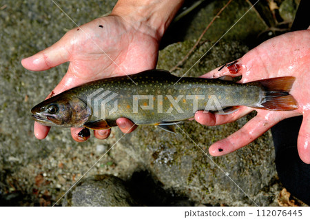 Shaku char caught in Yazarudani 112076445