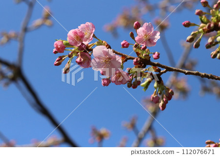 Pink Kawazu cherry blossoms blooming in the winter garden 112076671