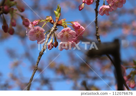 Pink Kawazu cherry blossoms blooming in the winter garden 112076676