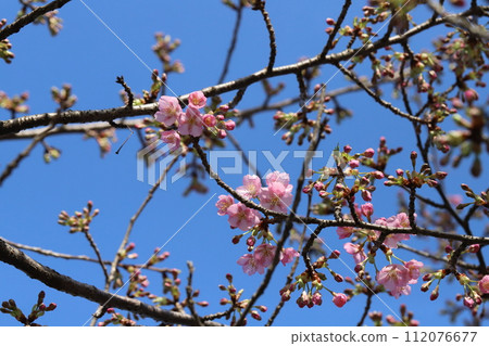 Pink Kawazu cherry blossoms blooming in the winter garden 112076677