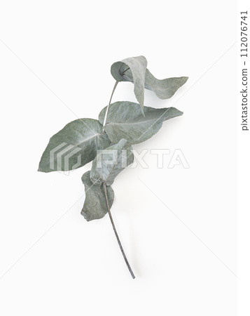 Eucalyptus leaves dry tree branch and with shadows on white background isolated  112076741