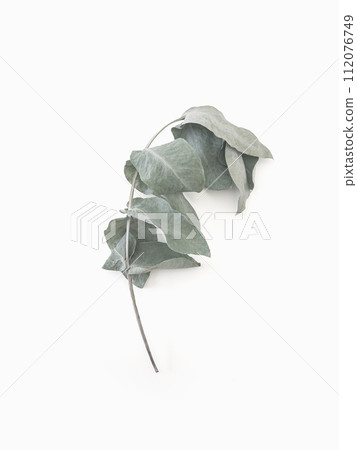 Eucalyptus leaves dry tree branch and with shadows on white background isolated  112076749