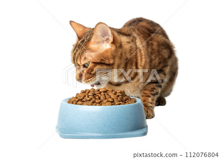 Bengal cat near a bowl of dry cat food isolated 112076804