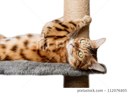 Bengal cat on a scratching post on a transparent background. Bengal cat on a scratching post on a transparent background. 112076805