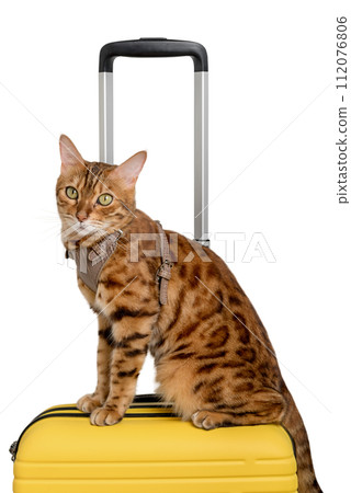 Bengal cat sitting on a suitcase isolated Bengal cat sitting on a suitcase isolated 112076806