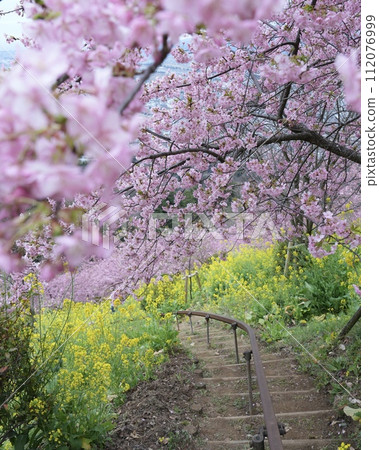 春天的田園風光，五彩繽紛，冬天的櫻花、油菜花，美麗極了。 112076999