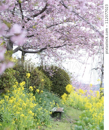 Rural scenery of colorful flowers in full bloom in spring. Cherry blossoms and rapeseed flowers are beautiful and wonderful. Sit on the bench and admire them. Rural scenery of colorful flowers in full bloom in spring. Cherry blossoms and rapeseed flowers are beautiful and wonderful. Sit on the bench and admire them. 112077023