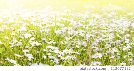 Wild chamomile flowers on a field on sunlight. Shallow depth of field Wild chamomile flowers on a field on sunlight. Shallow depth of field 112077152