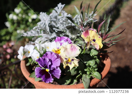 組播由種子生長的褶邊三色堇 組播由種子生長的褶邊三色堇 112077236