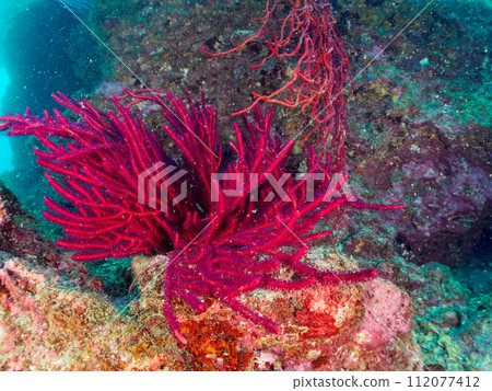 美麗的軟珊瑚群。日本神奈川縣足柄下郡真鶴半島琴濱。 2023年1 美麗的軟珊瑚群。日本神奈川縣足柄下郡真鶴半島琴濱。 2023年1 112077412