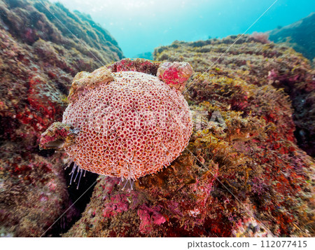 A rare and beautiful Lappo sea urchin. Kotogahama, Manazuru Peninsula, Ashigarashimo District, Kanagawa Prefecture, Japan. November 2023 112077415