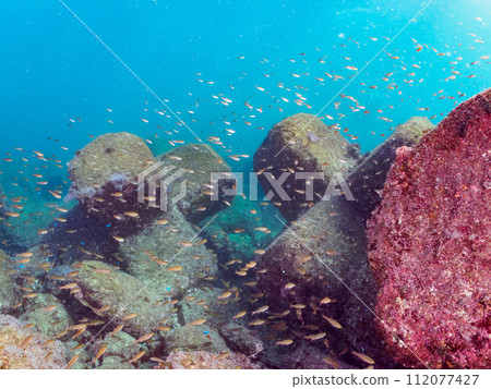 A flock of beautiful black-spotted larvae (Family: Adelidae). Kotogahama, Manazuru Peninsula, Ashigarashimo District, Kanagawa Prefecture, Japan. 2 112077427