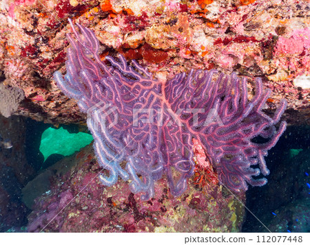A beautiful cluster of soft corals. Kotogahama, Manazuru Peninsula, Ashigarashimo District, Kanagawa Prefecture, Japan. 2023 1 A beautiful cluster of soft corals. Kotogahama, Manazuru Peninsula, Ashigarashimo District, Kanagawa Prefecture, Japan. 2023 1 112077448