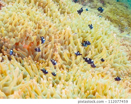 一群美麗的海葵和可愛的雀鯛YG(Dameidae)等。日本神奈川縣 一群美麗的海葵和可愛的雀鯛YG(Dameidae)等。日本神奈川縣 112077459