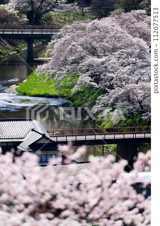 Spring scenery of cherry blossom trees along the Kitasugawa and Imadegawa rivers 112077513