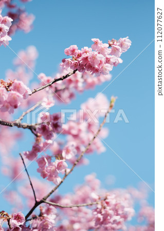 Kawazu櫻花在藍天 112077627
