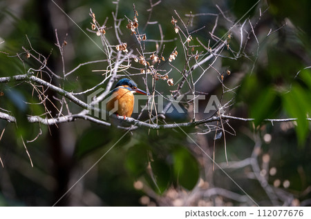玉在樹枝上 玉在樹枝上 112077676