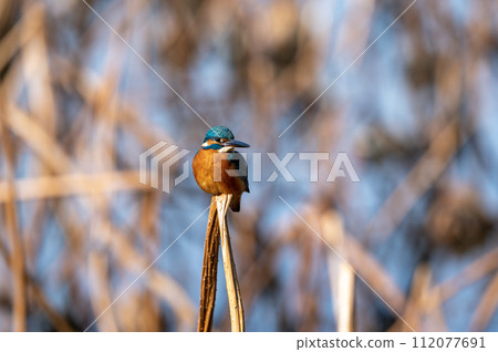 Jade standing in the dead of winter 112077691