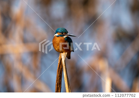 A light jade 112077702