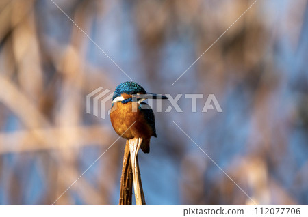 玉站在蘆葦叢中 112077706