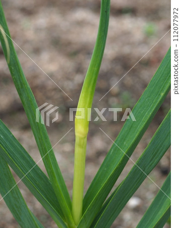 Garlic sprout ecology photo Garlic sprout ecology photo 112077972
