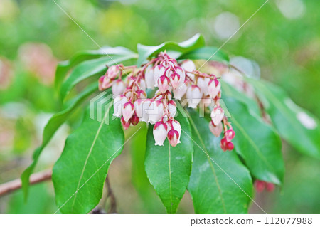 白色 Asebi 花（冬季，二月） 112077988