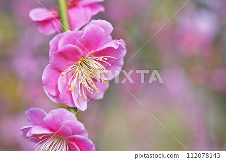 粉紅色的垂枝梅花（冬季，二月） 112078143