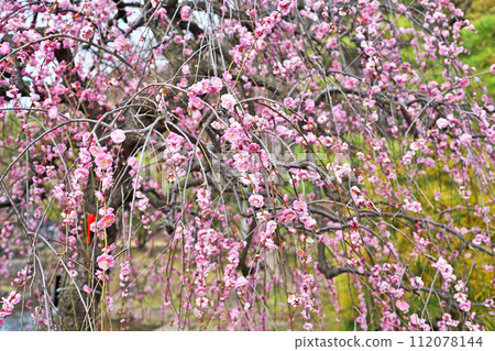 粉紅色的垂枝梅花（冬季，二月） 112078144