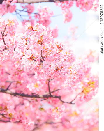 Kawazu cherry blossoms that bloom vividly Kawazu cherry blossoms that bloom vividly 112078243