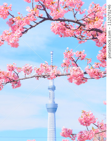 河津櫻花和天空樹的景色 河津櫻花和天空樹的景色 112078246