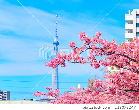 河津櫻花和天空樹的景色 河津櫻花和天空樹的景色 112078247