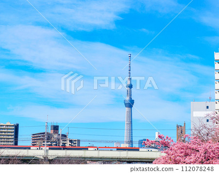 河津櫻花和天空樹的景色 河津櫻花和天空樹的景色 112078248