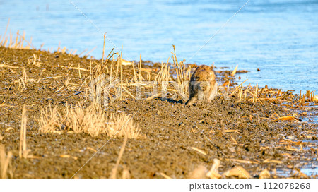 Baby boar dirty with mud Baby boar dirty with mud 112078268