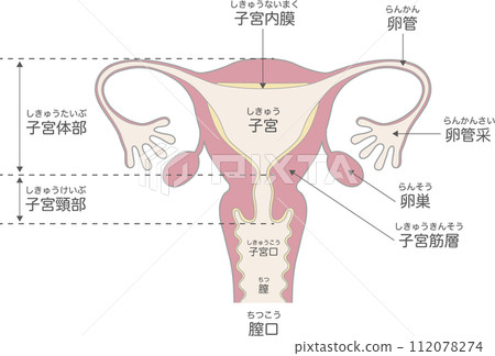 子宮的結構和名稱 112078274