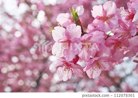 Pink Kawazuzakura flowers (winter, February) 112078301