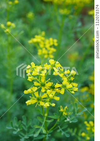 6485 Henruda 112078374