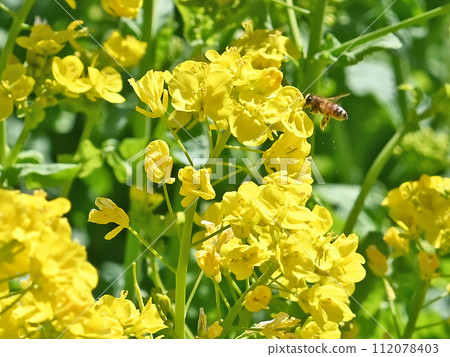 Bee harvesing to rape blossoms 112078403