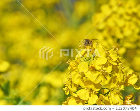 Bee honey sucking honey from rape blossoms 112078404
