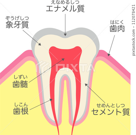 牙齒結構及名稱 112078421