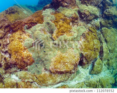 A group of beautiful sea anemones and cute damselfish YG (Dameidae) and others. Kanagawa Prefecture, Japan 112078552
