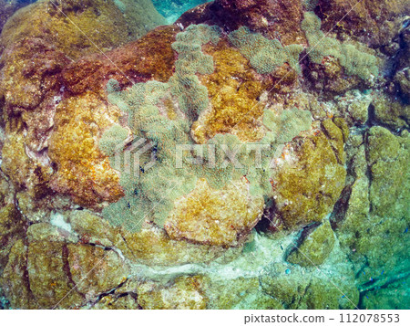 A group of beautiful sea anemones and cute damselfish YG (Dameidae) and others. Kanagawa Prefecture, Japan A group of beautiful sea anemones and cute damselfish YG (Dameidae) and others. Kanagawa Prefecture, Japan 112078553