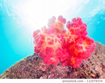A beautiful cluster of sea crests (soft coral). Kotogahama, Manazuru Peninsula, Ashigarashimo District, Kanagawa Prefecture, Japan. 2023 112078554