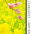 Cherry blossoms and rape blossoms 112078557