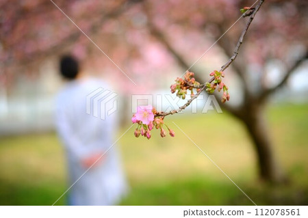 櫻花和後視圖 櫻花和後視圖 112078561