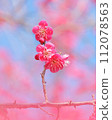 Plum blossom  112078563