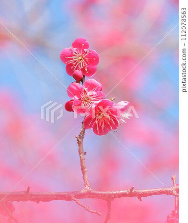 Plum blossom Plum blossom 112078563
