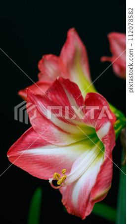 孤挺花花 孤挺花花 112078582