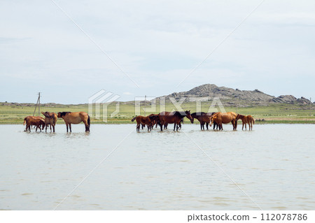 free grazing mares with foals and pregnant mares in ranch. herd of horses in pond drink water and cool off on hot summer day. horses with foals free grazing mares with foals and pregnant mares in ranch. herd of horses in pond drink water and cool off on hot summer day. horses with foals 112078786